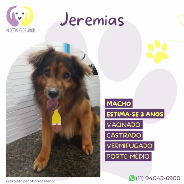 Cachorro raça SRD-ViraLata idade 3 anos nome Jeremias