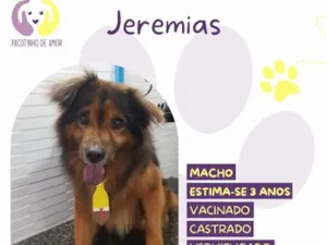 Cachorro raça SRD-ViraLata idade 3 anos nome Jeremias