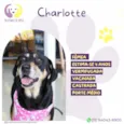 Charlotte