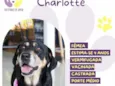 Charlotte
