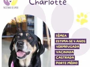 Cachorro raça SRD-ViraLata idade 4 anos nome Charlotte