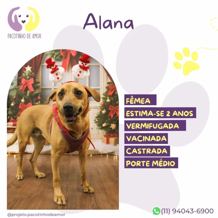 Cachorro raça SRD-ViraLata idade 2 anos nome Alana