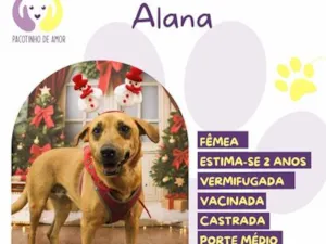 Cachorro raça SRD-ViraLata idade 2 anos nome Alana
