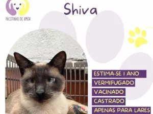 Gato raça Siamês idade 1 ano nome Shiva