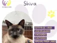 Shiva