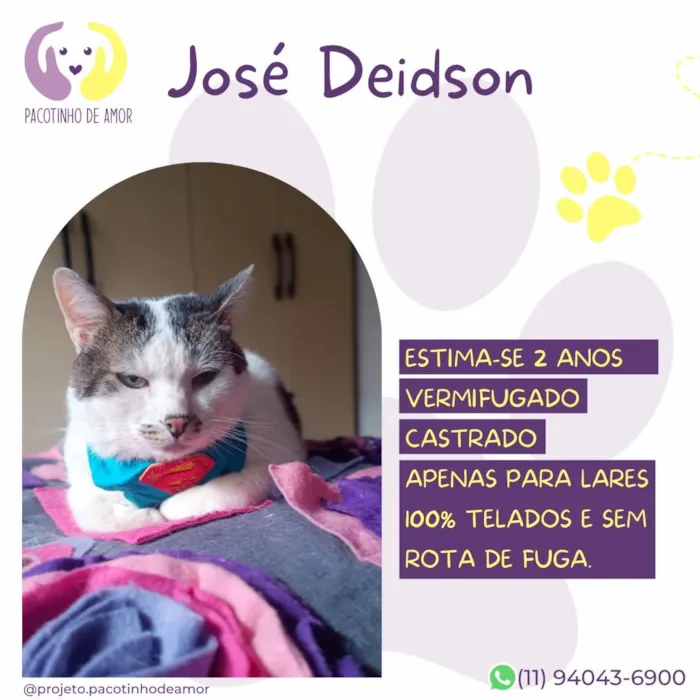 Gato raça SRD-ViraLata idade 2 anos nome José Deidson