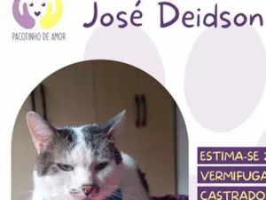 Gato raça SRD-ViraLata idade 2 anos nome José Deidson
