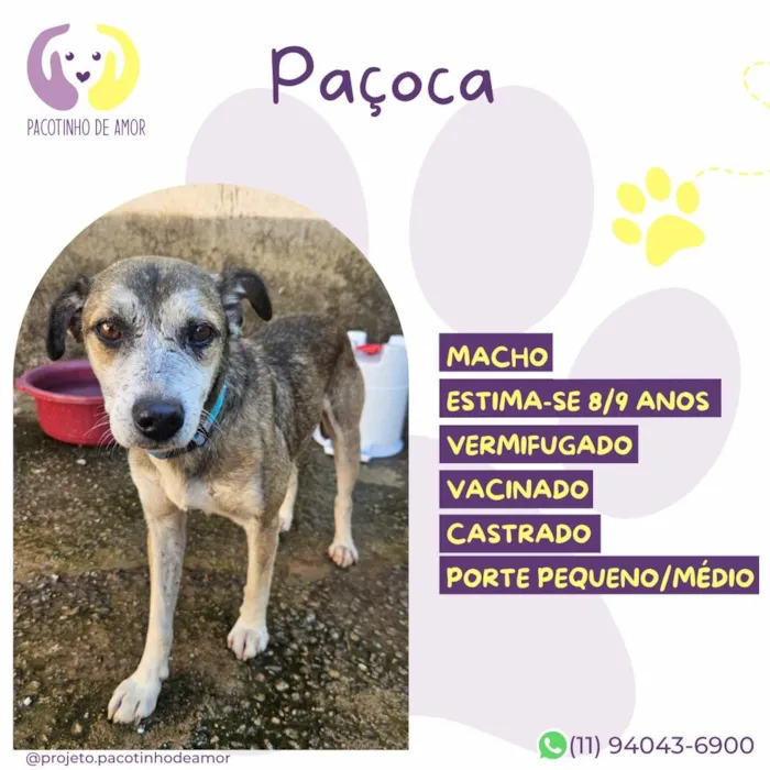 Cachorro raça SRD-ViraLata idade  nome Paçoca