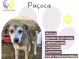 Paçoca
