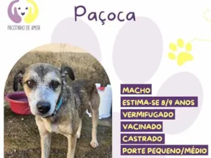 Cachorro raça SRD-ViraLata idade  nome Paçoca