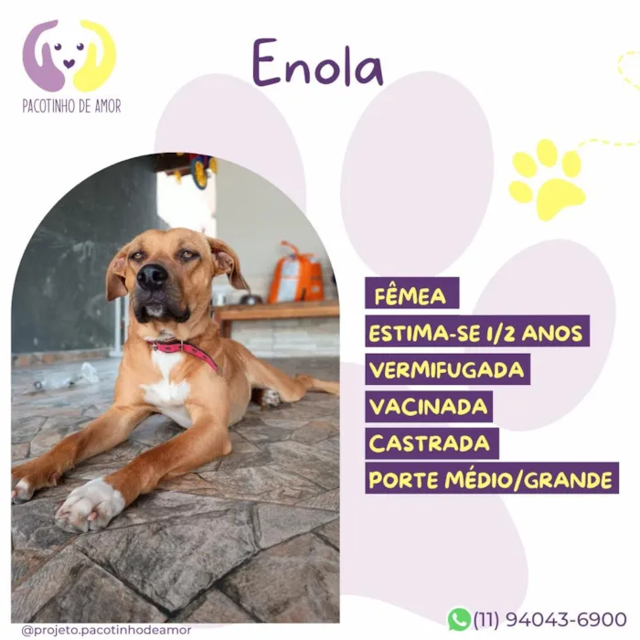 Cachorro raça SRD-ViraLata idade 1 ano nome Enola