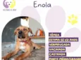 Enola