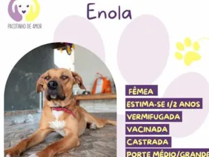 Cachorro raça SRD-ViraLata idade 1 ano nome Enola