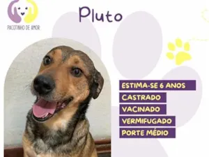 Cachorro raça SRD-ViraLata idade 6 ou mais anos nome Pluto