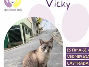 Gato raça SRD-ViraLata idade 6 ou mais anos nome Vicky