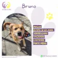 Bruno