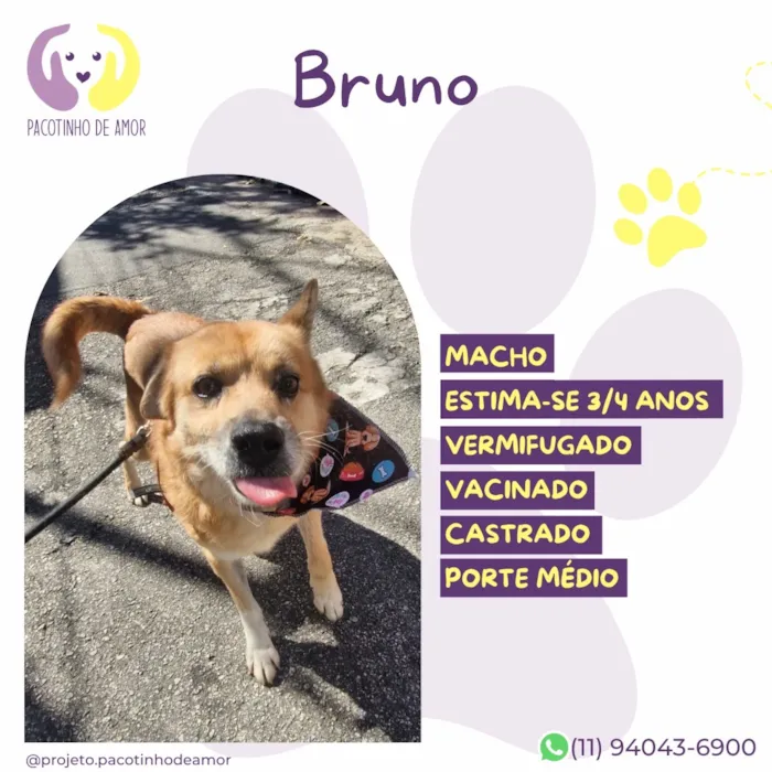 Cachorro raça SRD-ViraLata idade 3 anos nome Bruno