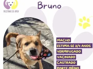 Cachorro raça SRD-ViraLata idade 3 anos nome Bruno