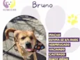 Bruno