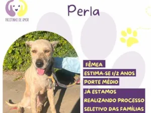 Cachorro raça SRD-ViraLata idade 1 ano nome Perla