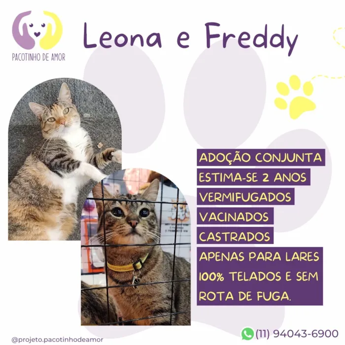 Gato raça SRD-ViraLata idade 2 anos nome Leona e freddy 