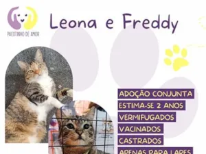 Gato raça SRD-ViraLata idade 2 anos nome Leona e freddy 
