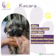 Katara