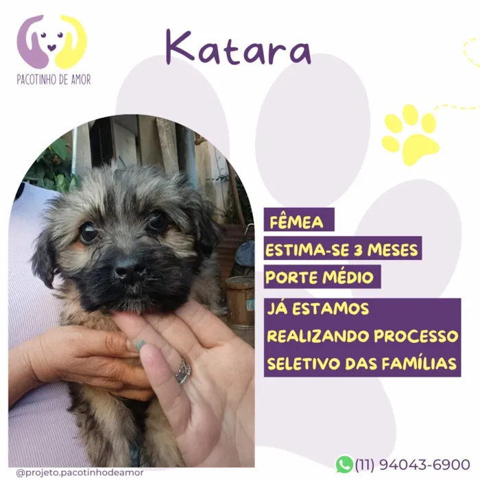 Cachorro raça SRD-ViraLata idade 2 a 6 meses nome Katara
