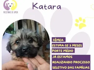 Cachorro raça SRD-ViraLata idade 2 a 6 meses nome Katara