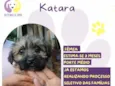 Katara