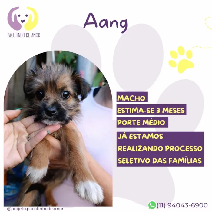 Cachorro raça SRD-ViraLata idade 2 a 6 meses nome Aang