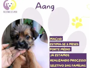Cachorro raça SRD-ViraLata idade 2 a 6 meses nome Aang