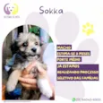 Sokka