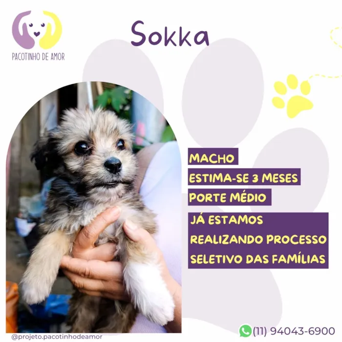 Cachorro raça SRD-ViraLata idade 2 a 6 meses nome Sokka