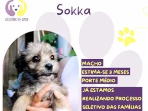 Cachorro raça SRD-ViraLata idade 2 a 6 meses nome Sokka