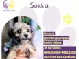 Sokka