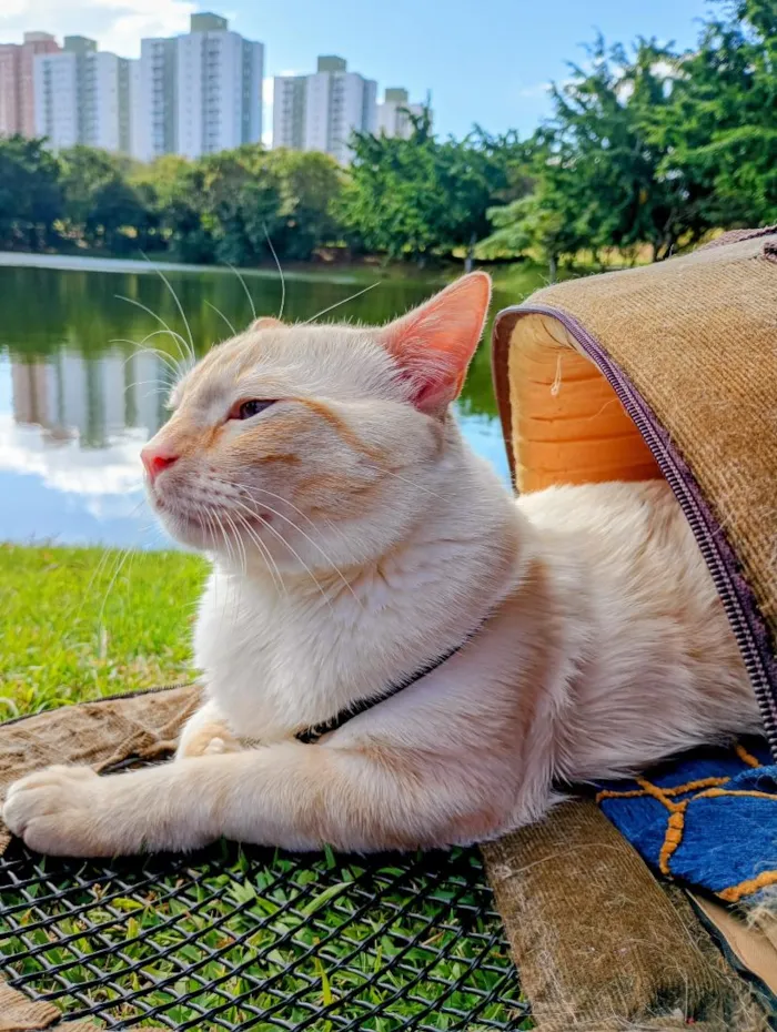 Gato raça SRD-ViraLata idade 1 ano nome Sebastião