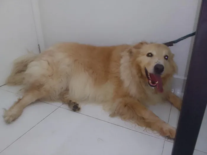 Cachorro raça Labrador idade 3 anos nome Duck