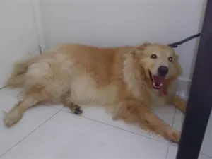Cachorro raça Labrador idade 3 anos nome Duck
