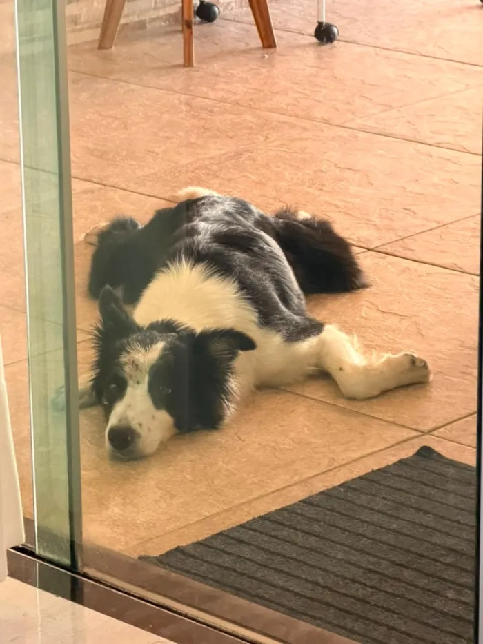 Cachorro raça Border Collie idade 2 anos nome Lua