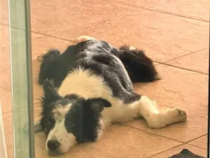 Cachorro raça Border Collie idade 2 anos nome Lua