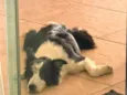 Lua