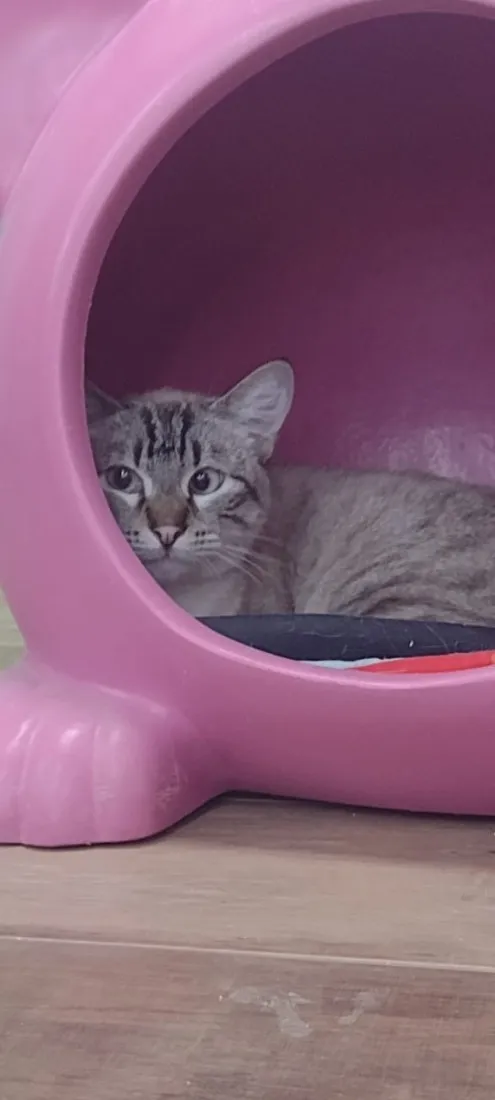 Gato raça SRD-ViraLata idade 2 anos nome Mingau
