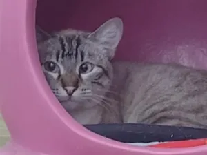 Gato raça SRD-ViraLata idade 2 anos nome Mingau