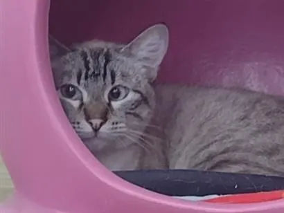 Gato raça SRD-ViraLata idade 2 anos nome Mingau