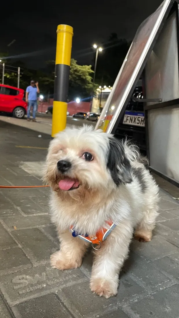 Cachorro raça Lhasa Apso idade 6 ou mais anos nome Theo