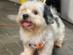 Cachorro raça Lhasa Apso idade 6 ou mais anos nome Theo