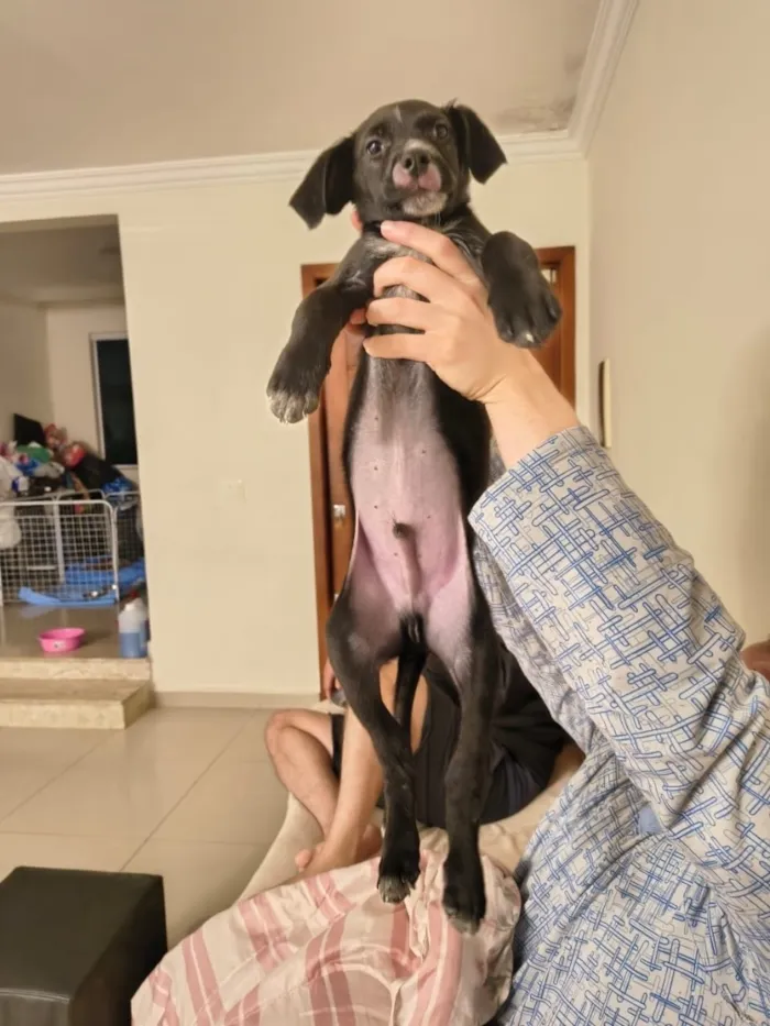 Cachorro raça SRD-ViraLata idade 2 a 6 meses nome Panda