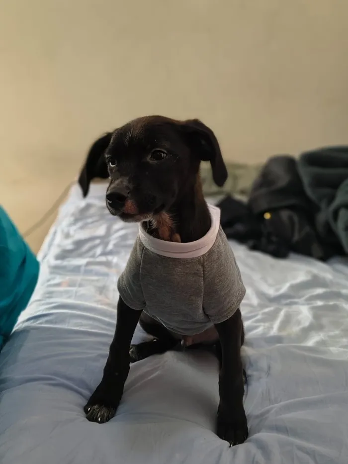 Cachorro raça SRD-ViraLata idade 2 a 6 meses nome Panda