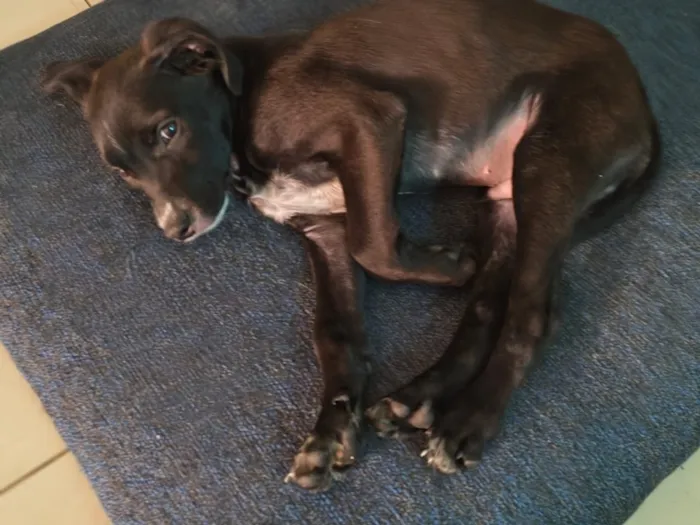 Cachorro raça SRD-ViraLata idade 2 a 6 meses nome Panda